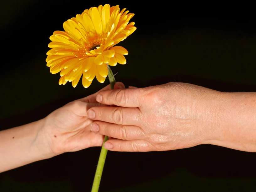 gelbe Gerbera_Tag der aelteren Menschen_01102022