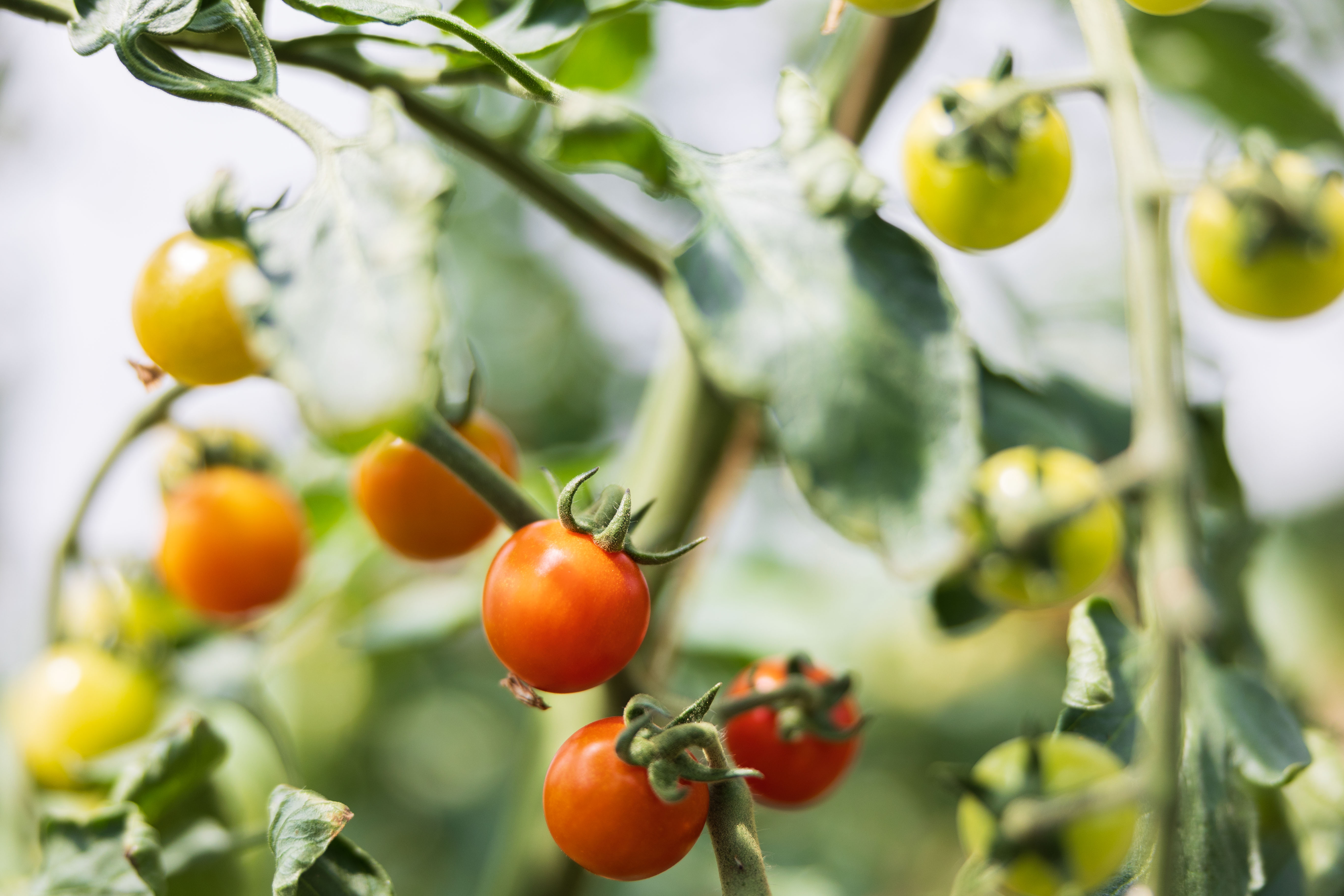 Cherry Tomaten bsb