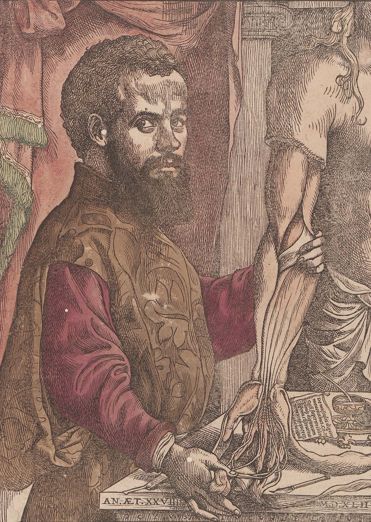 Gemälde vom medizinischem Gelehrten Andreas Vesal bis zur Hüfte, mit einem sezierten Arm in der Hand.<br/>