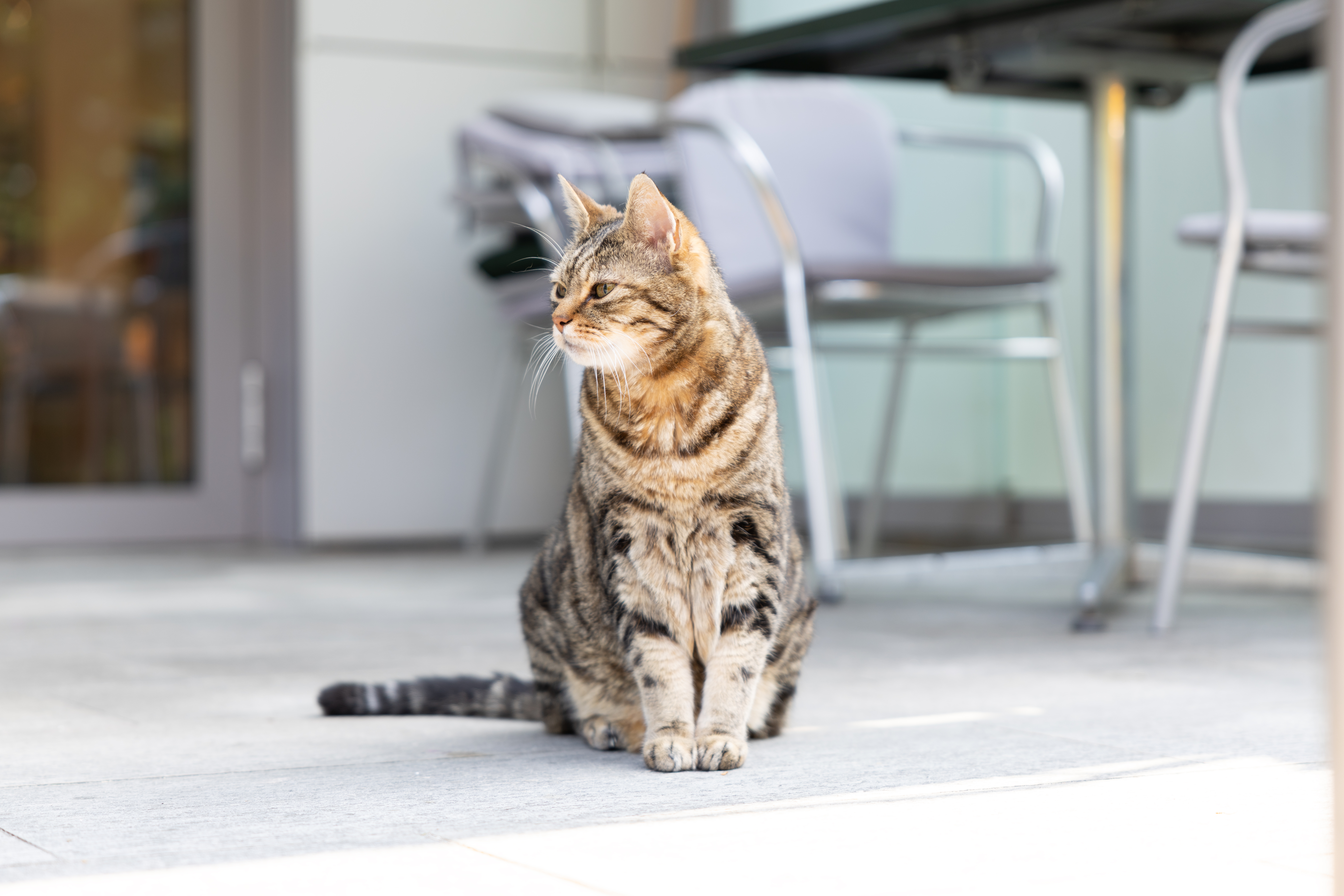 Falkenstein Katze