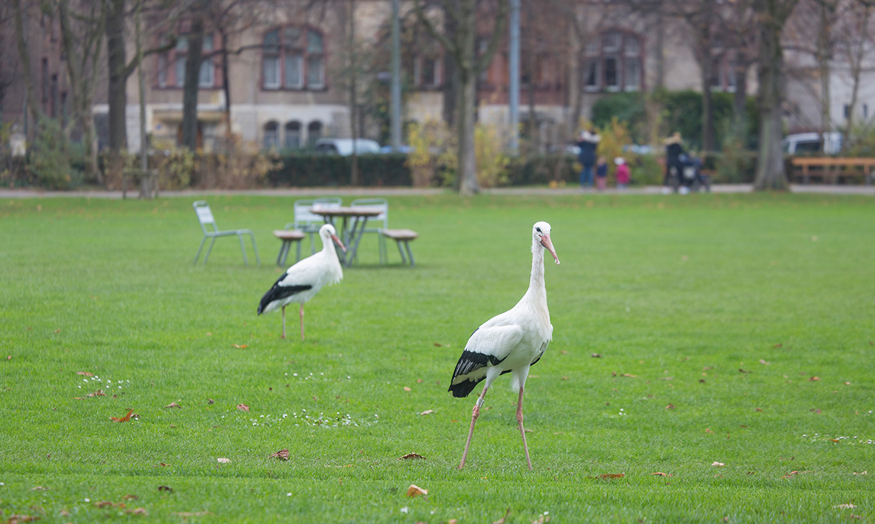 Der Storch ist regelmässiger Gast im anliegenden Schützenmattpark