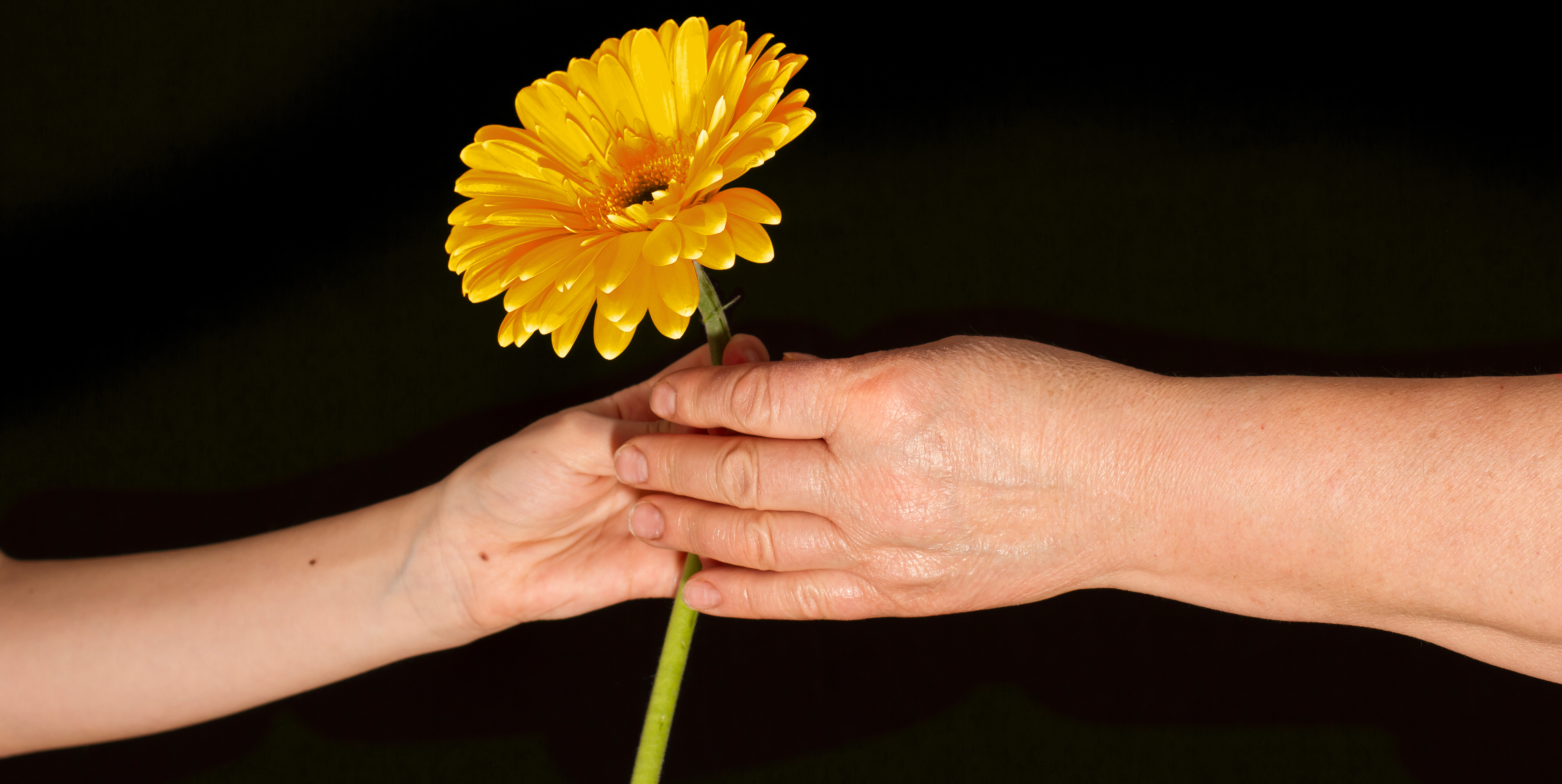 gelbe Gerbera_Tag der aelteren Menschen_01102022