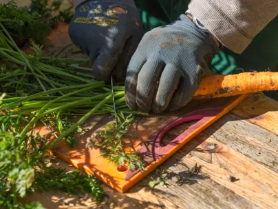 Frische Karotten für den vollen Geschmack