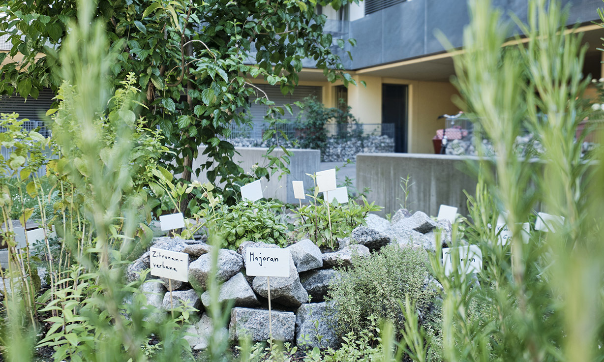 Frische Kräuter für die Bewohnenden